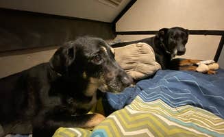 Shannon G.'s photo of camping with pets at Wolf Run State Park Campground near New Lexington, OH