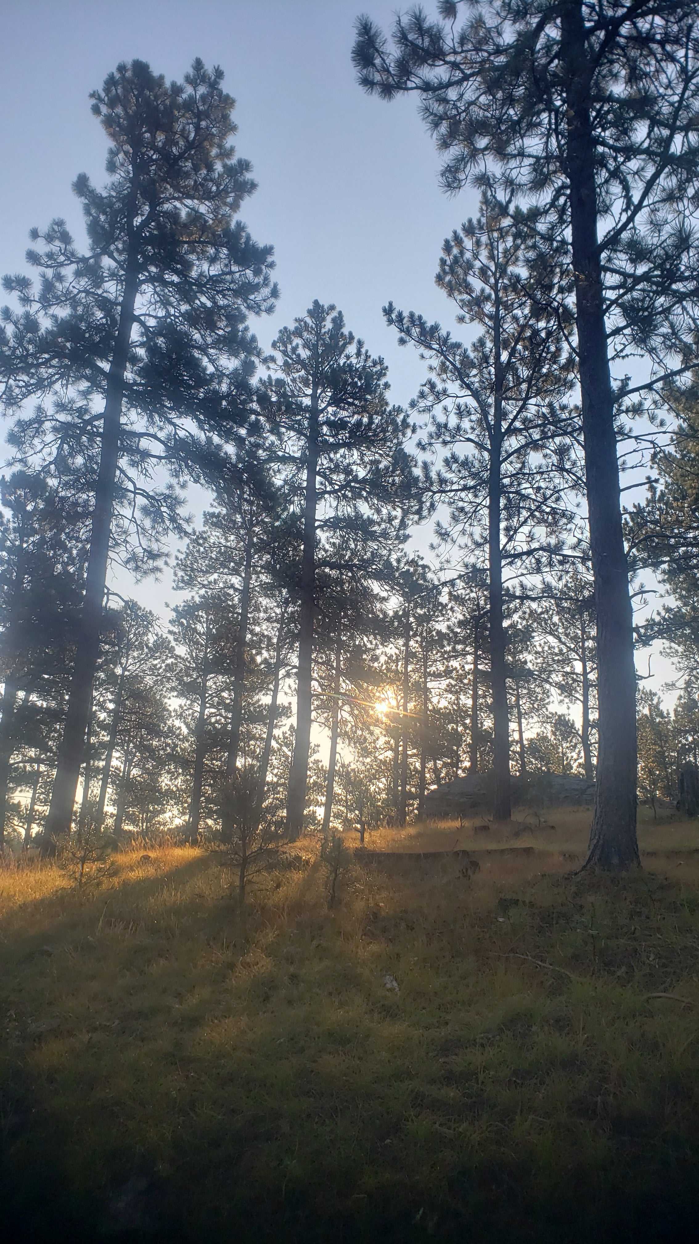 Camper submitted image from RD 356 Dispersed Site Black Hills National Forest - 2