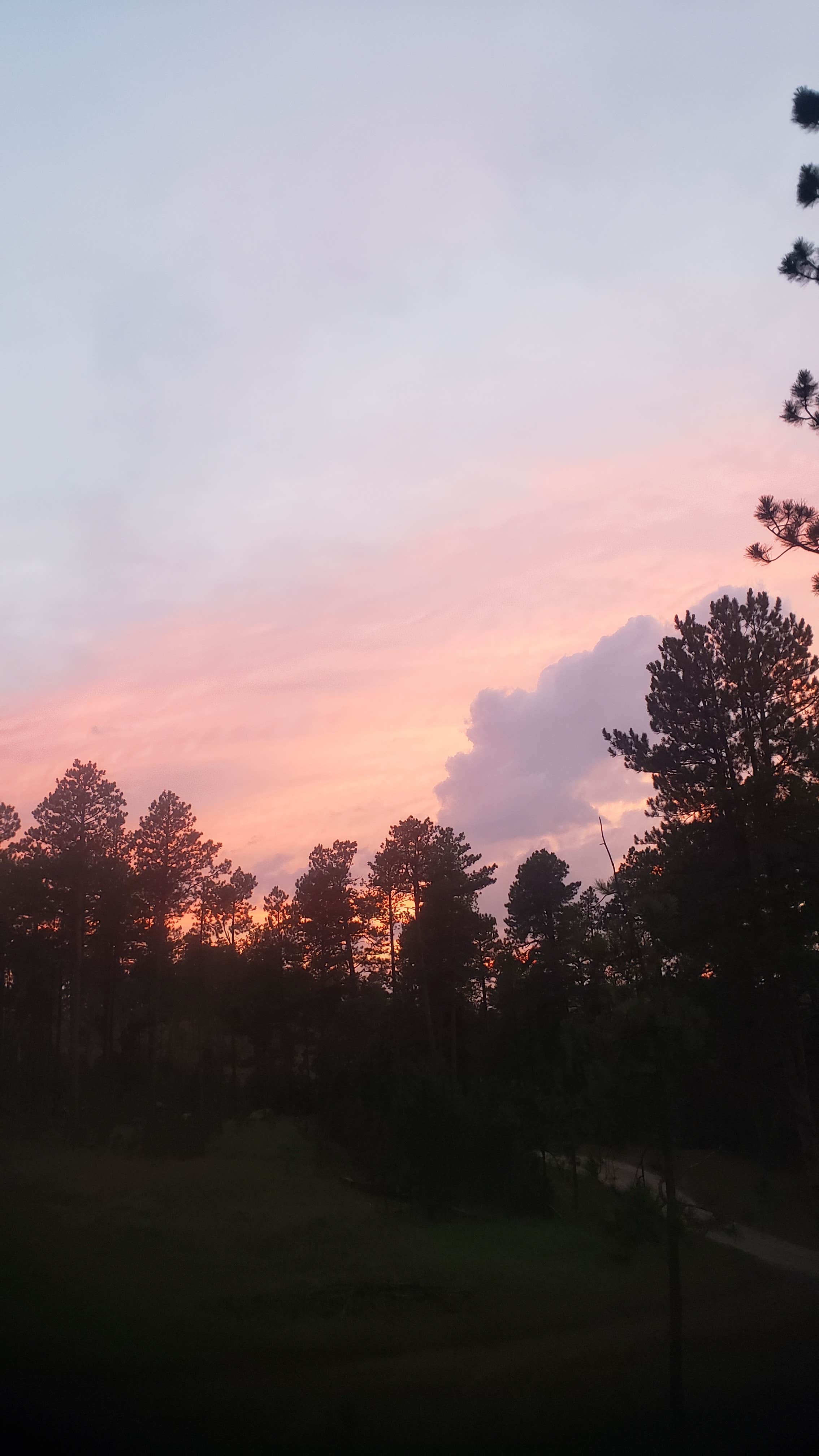 Tucker B.'s photo of a dispersed camping area at RD 356 Dispersed Site Black Hills National Forest near Deadwood, SD