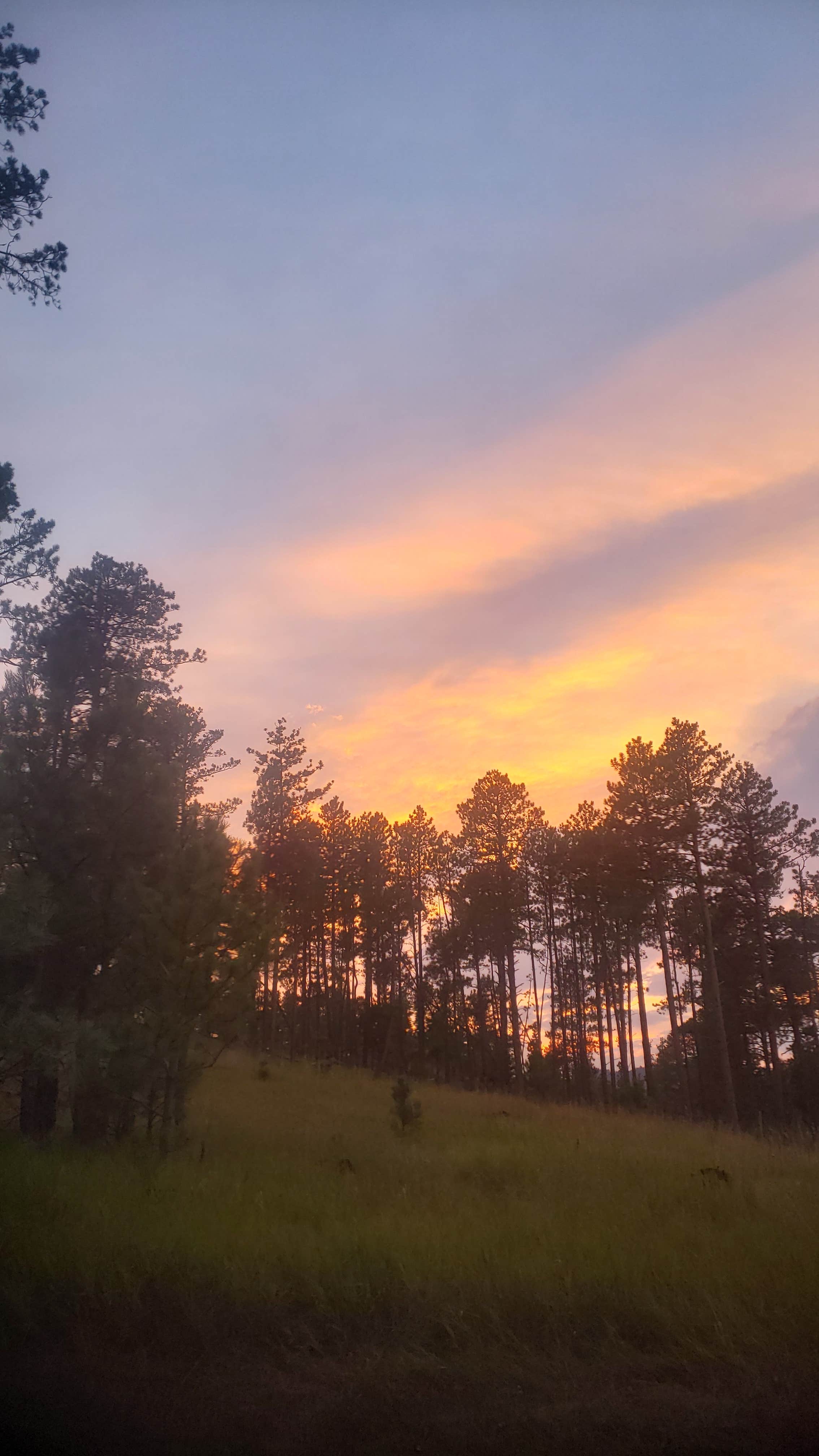 Tucker B.'s photo of a dispersed camping area at RD 356 Dispersed Site Black Hills National Forest near Hill City, SD
