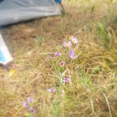 Review photo of RD 356 Dispersed Site Black Hills National Forest by Tucker B., September 26, 2021