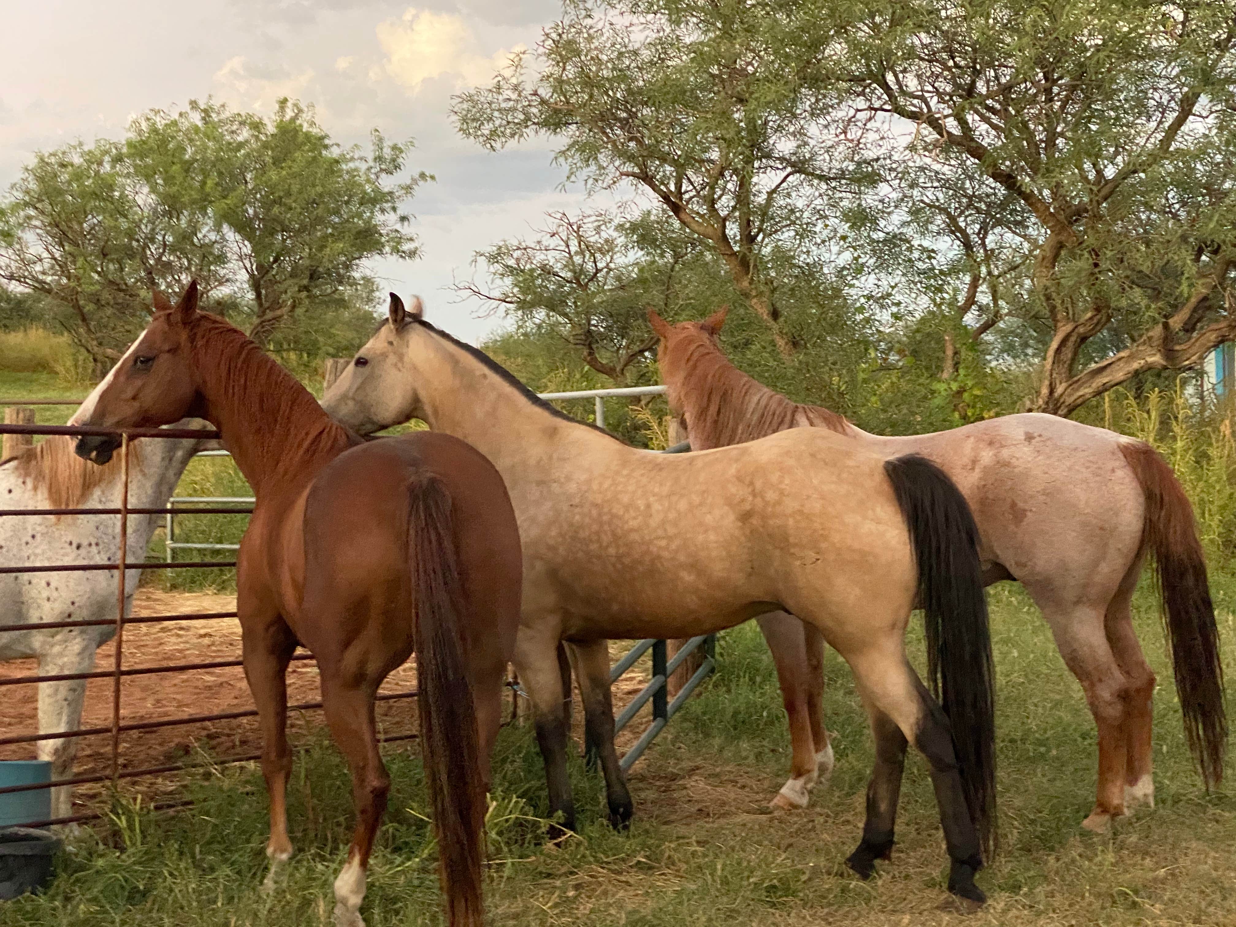 Rancho del N.'s photo of camping with a horse at Rancho del Nido near Sonoita, AZ