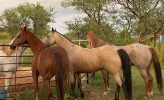 Rancho del N.'s photo of camping with a horse at Rancho del Nido near Nogales, AZ