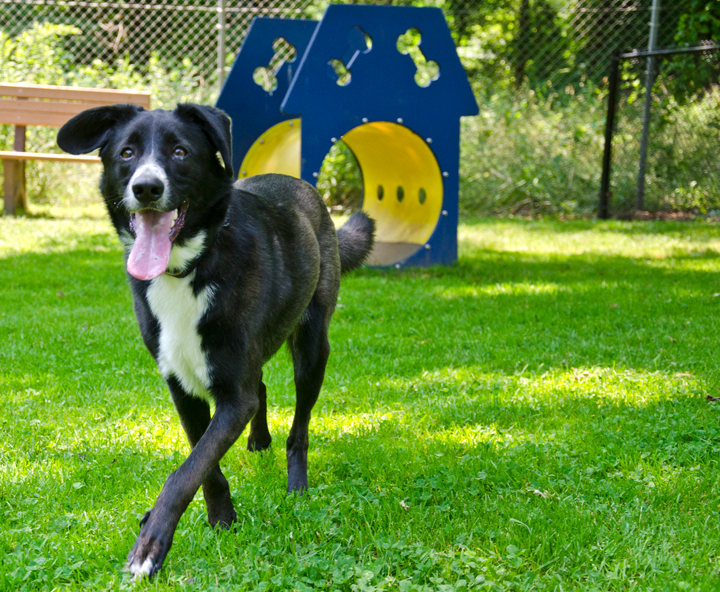 Michael's photo of camping with pets at Boston/Cape Cod KOA near Walpole, MA