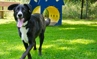Michael's photo of camping with pets at Boston/Cape Cod KOA near Kingston, MA