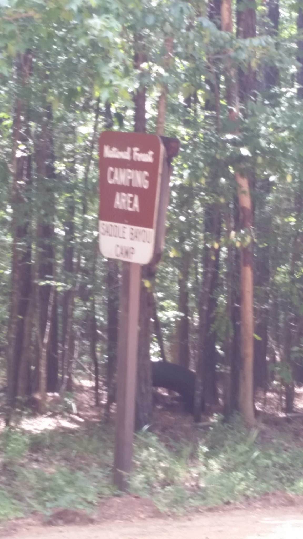 Camper-submitted photo at Saddle Bayou Camp Complex near Winnfield, LA