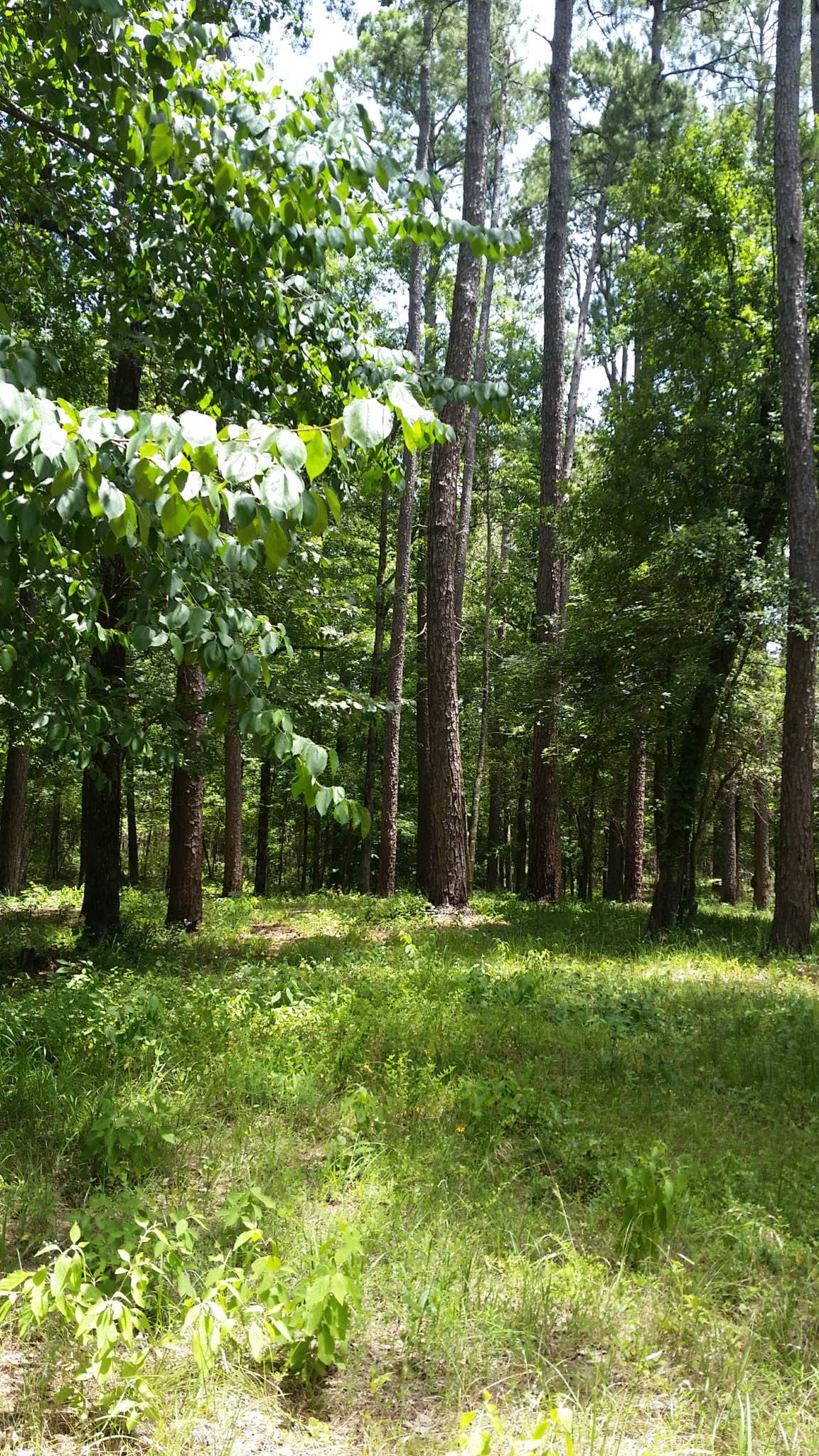 Camper-submitted photo at Pearson Camp near Natchitoches, LA