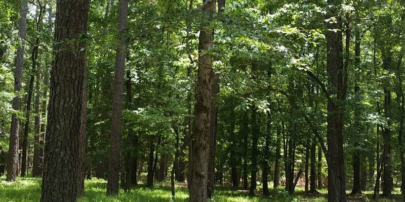 Camper submitted image from Pearson Camp