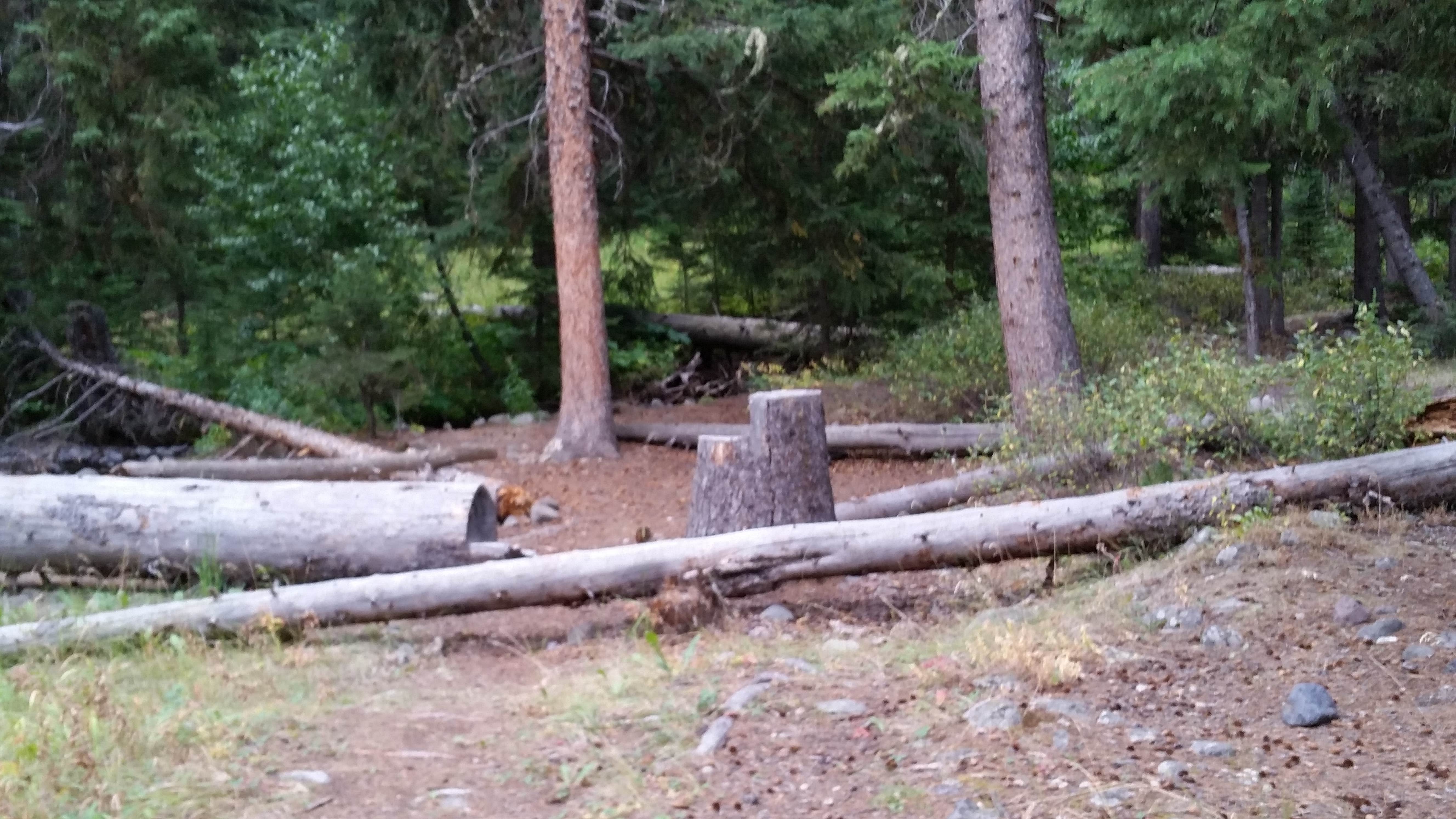 Camper-submitted photo at 2S2 Yellowstone National Park Backcountry — Yellowstone National Park near Cooke City, MT