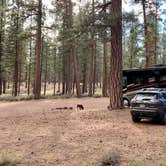 Review photo of NF-70 Dispersed Camping Near Crater Lake NP by Ray & Terri F., September 27, 2021