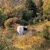 Review photo of Hickory Ridge Campground — Grayson Highlands State Park by Gary G., September 27, 2021