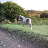 Review photo of Hickory Ridge Campground — Grayson Highlands State Park by Gary G., September 27, 2021