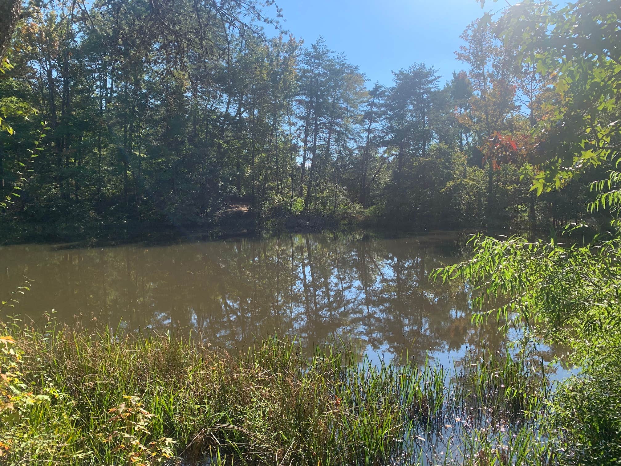 Camper-submitted photo at Davis Pond Campsite near Signal Mountain, TN