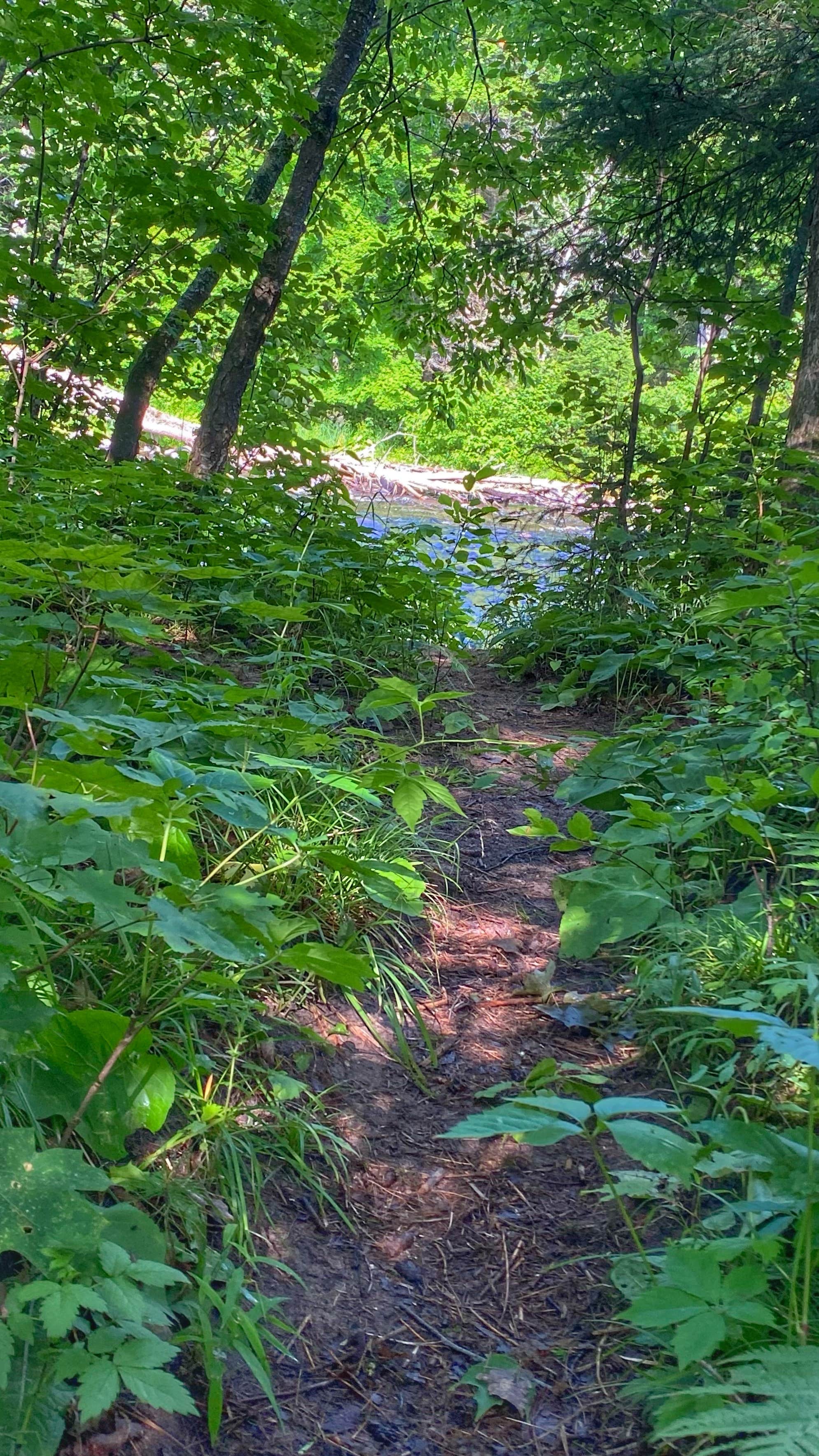 Camper-submitted photo at Sturgeon River Campground near Trout Creek, MI
