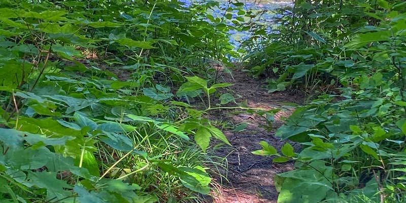 Camper submitted image from Sturgeon River Campground