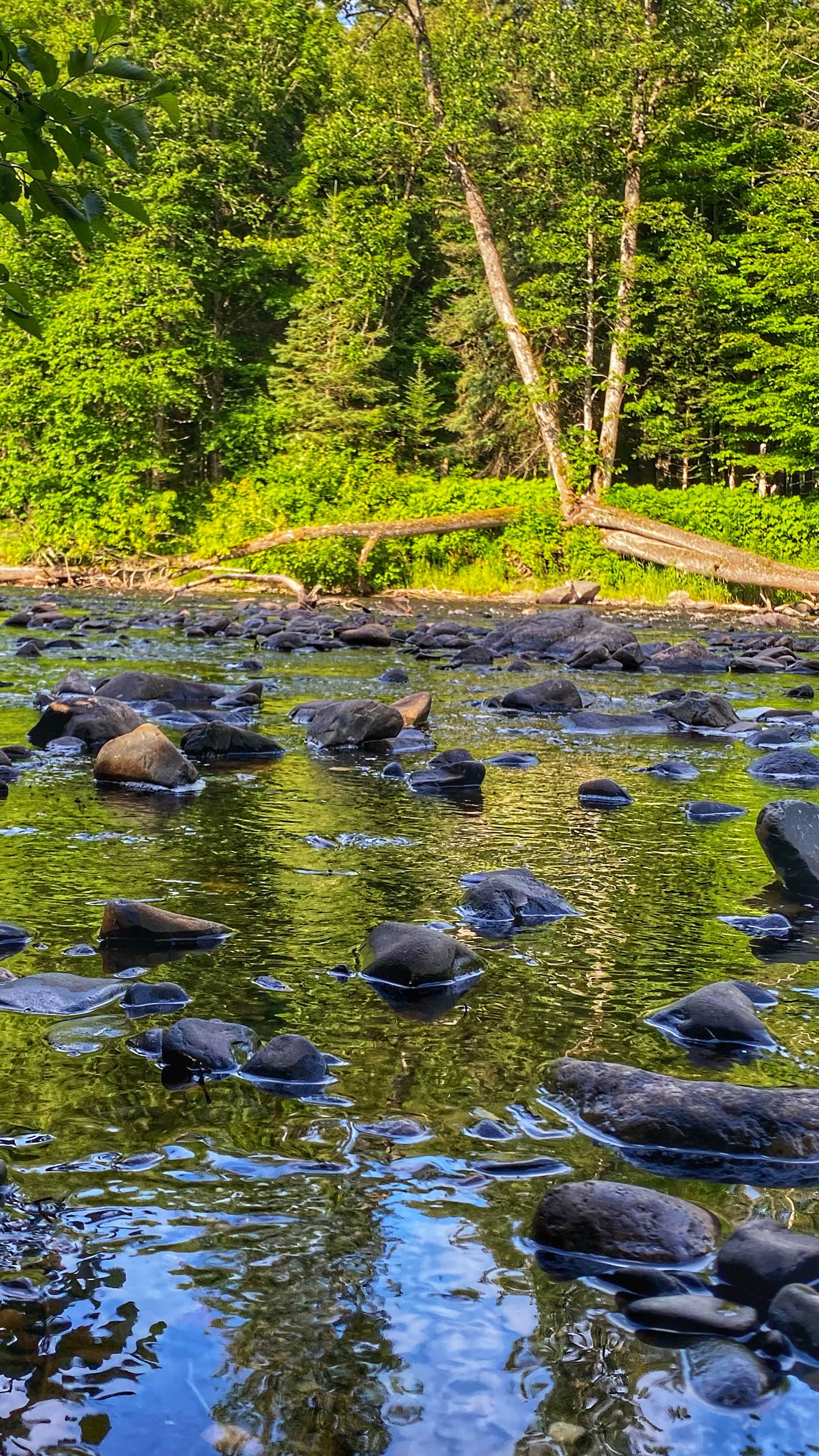 Camper submitted image from Sturgeon River Campground - 5