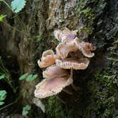 Review photo of Hocking Hills State Park Campground by Shannon G., September 26, 2021