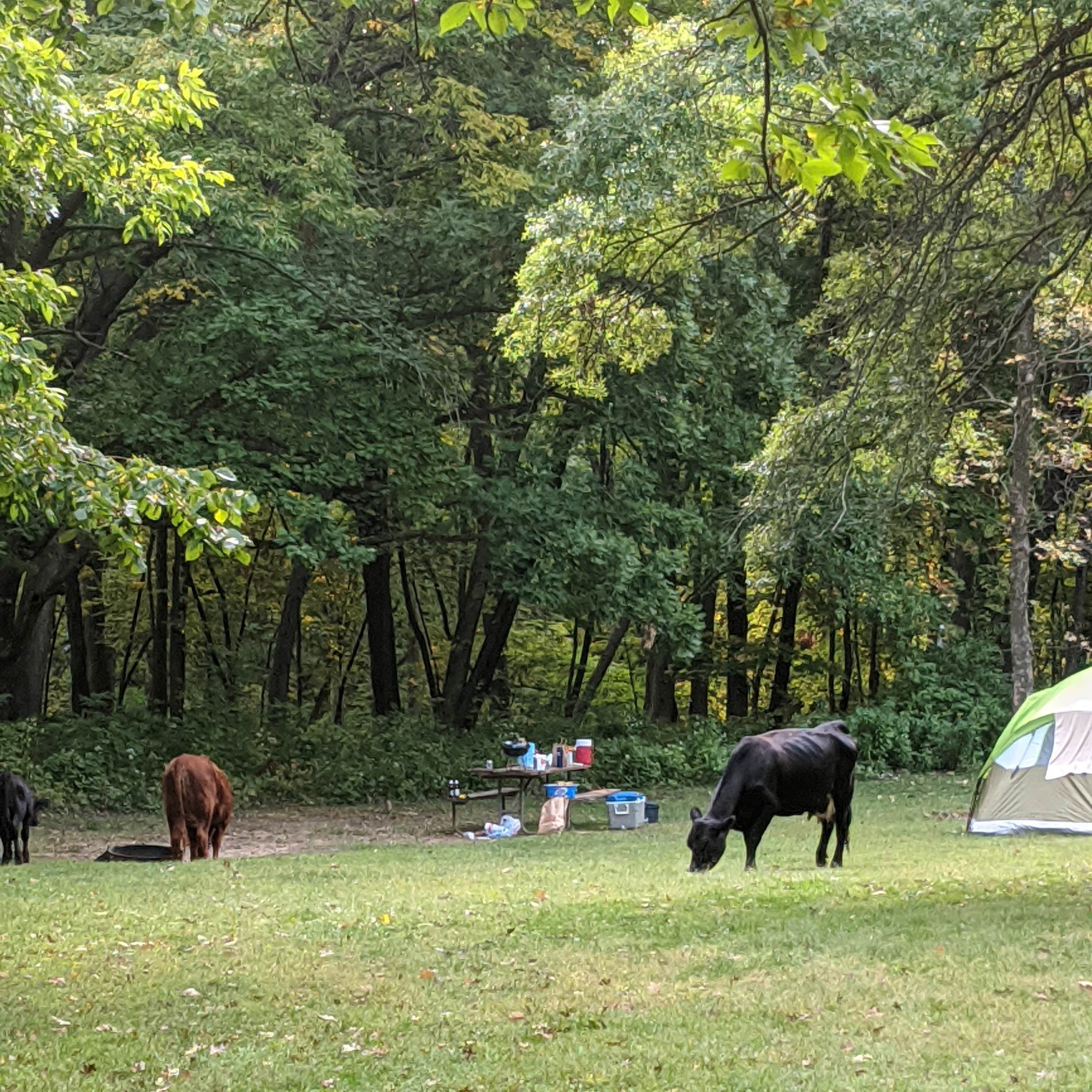 Yellow Banks County Park Camping | The Dyrt
