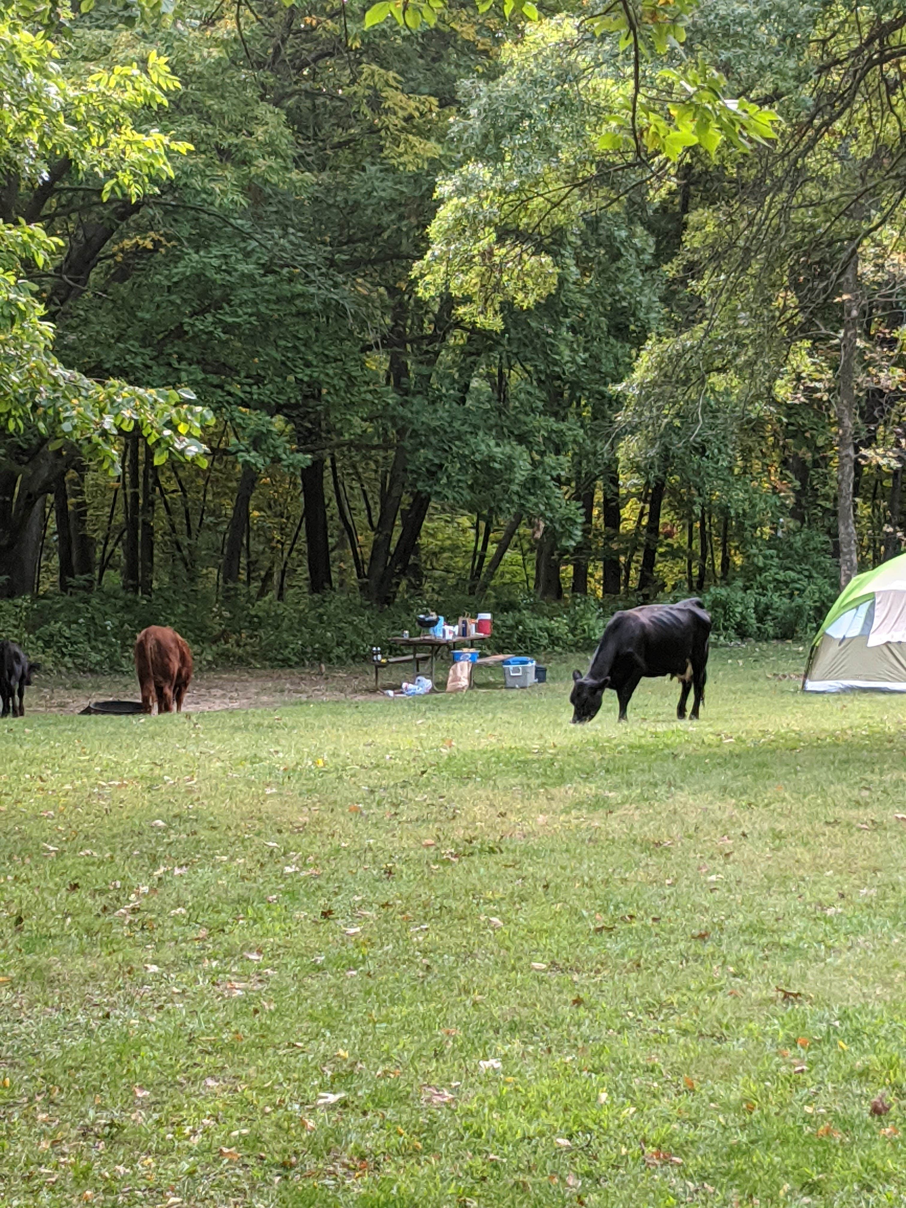 Camper submitted image from Yellow Banks County Park - 5