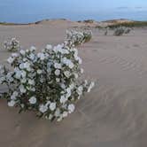 Review photo of Monahans Sandhills State Park Campground by Laura F., September 28, 2021