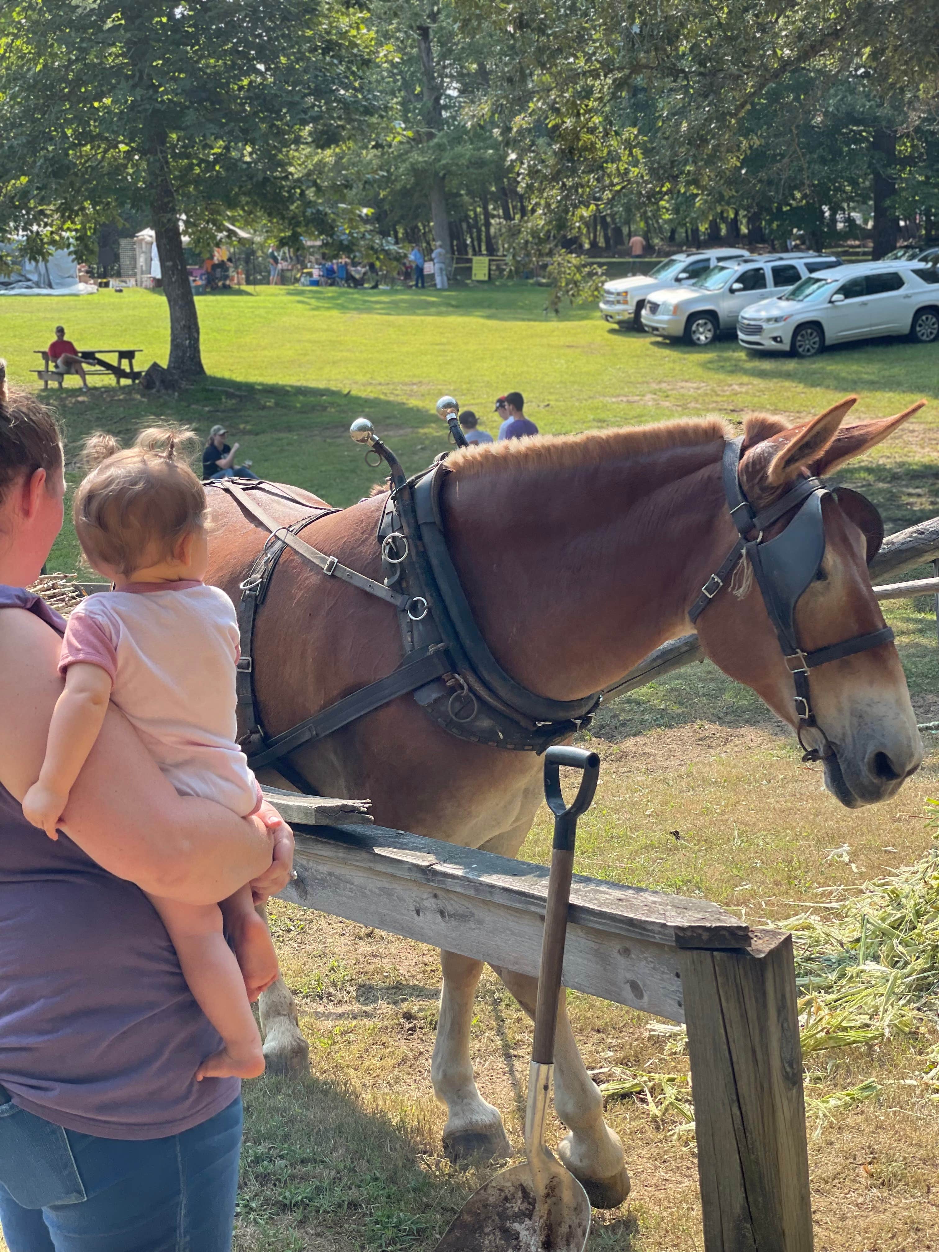 Kayla L.'s photo of camping with a horse at Fall Creek Falls State Park Campground in Tennessee