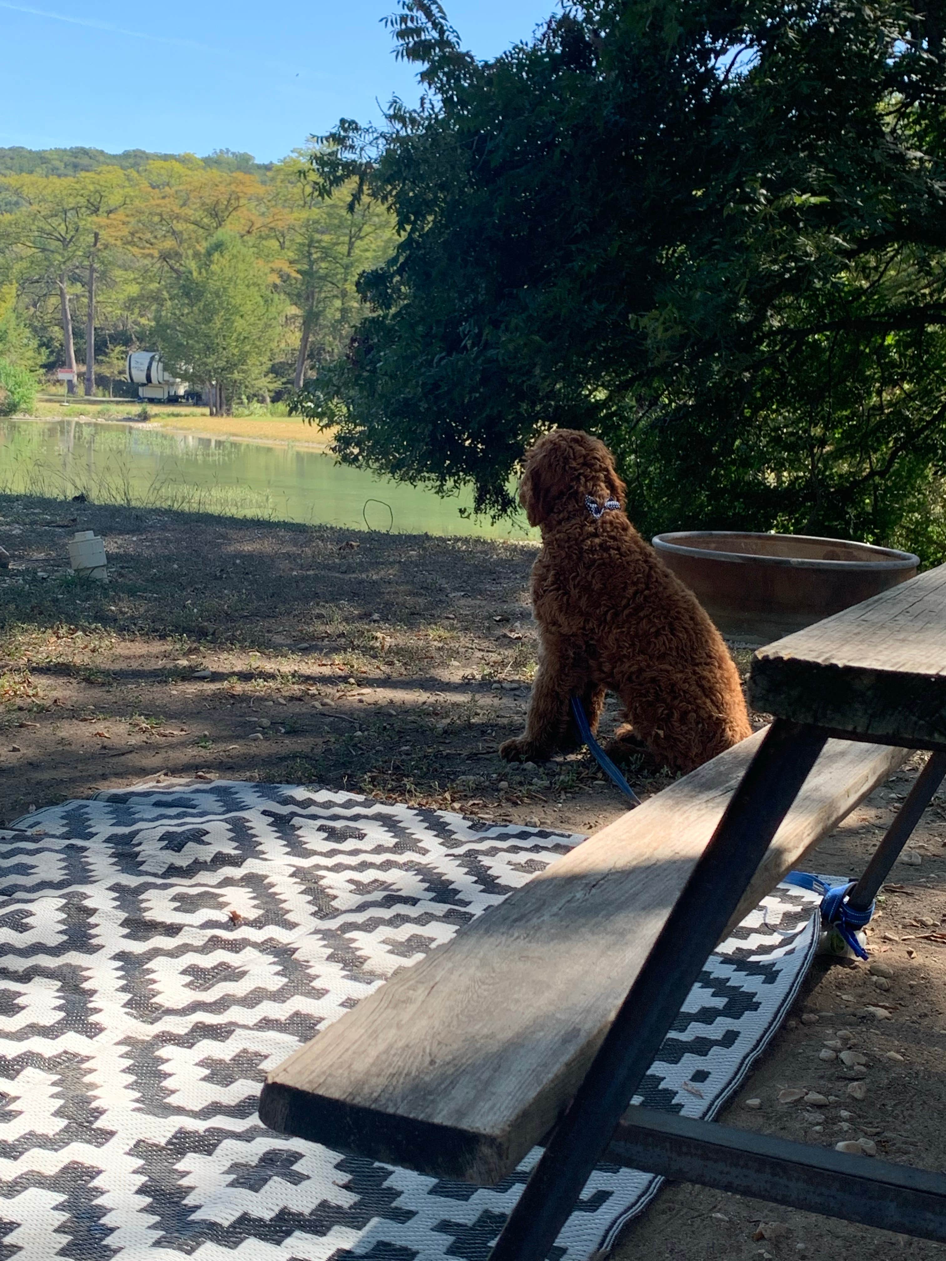 Opal C.'s photo of camping with pets at HTR TX Hill Country near Bandera, TX