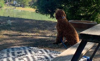 Opal C.'s photo of camping with pets at HTR TX Hill Country near Fredericksburg, TX