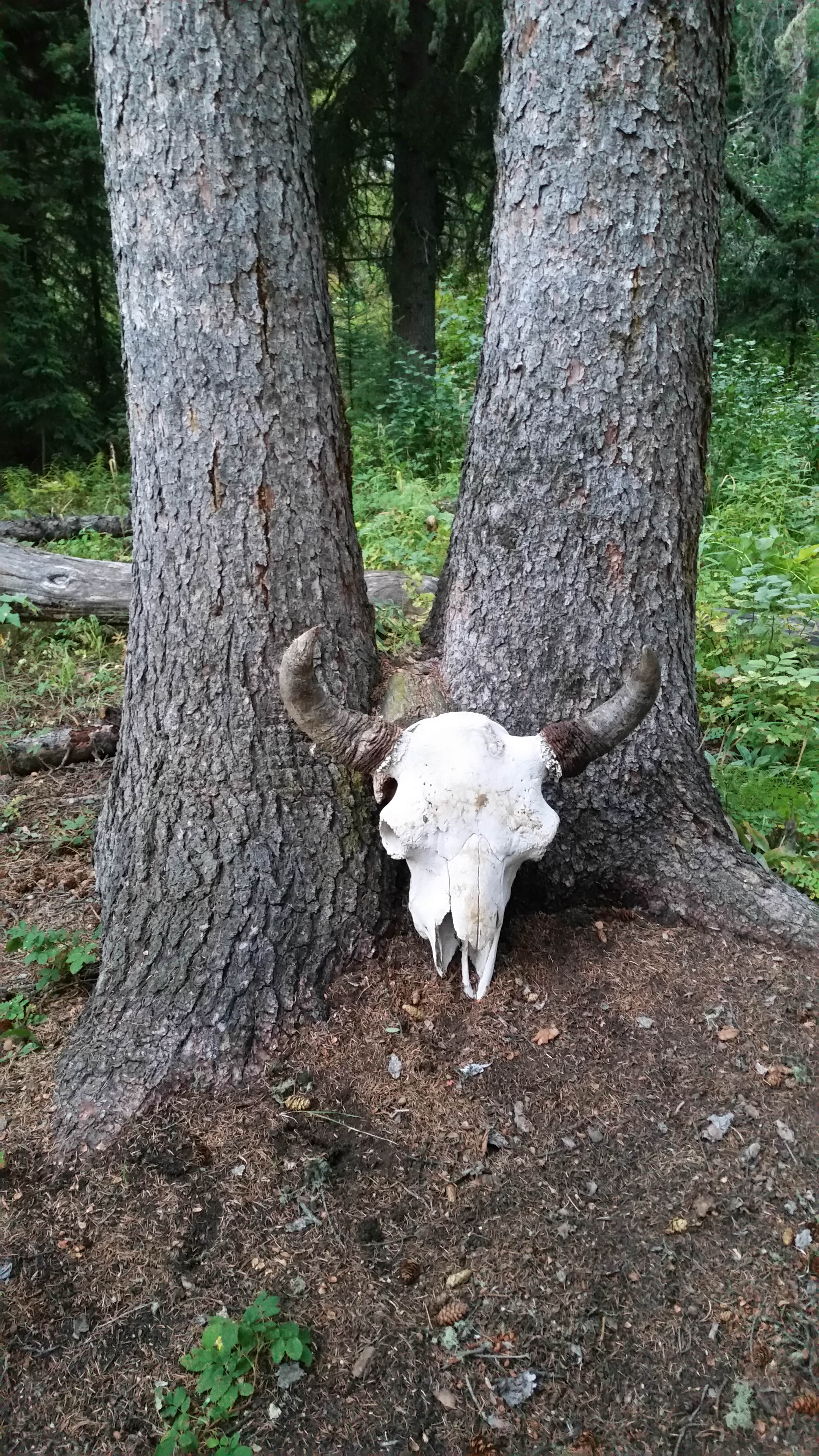 Camper-submitted photo at 2S3 Slough Creek - Yellowstone NP back country campsite — Yellowstone National Park near Cooke City, MT