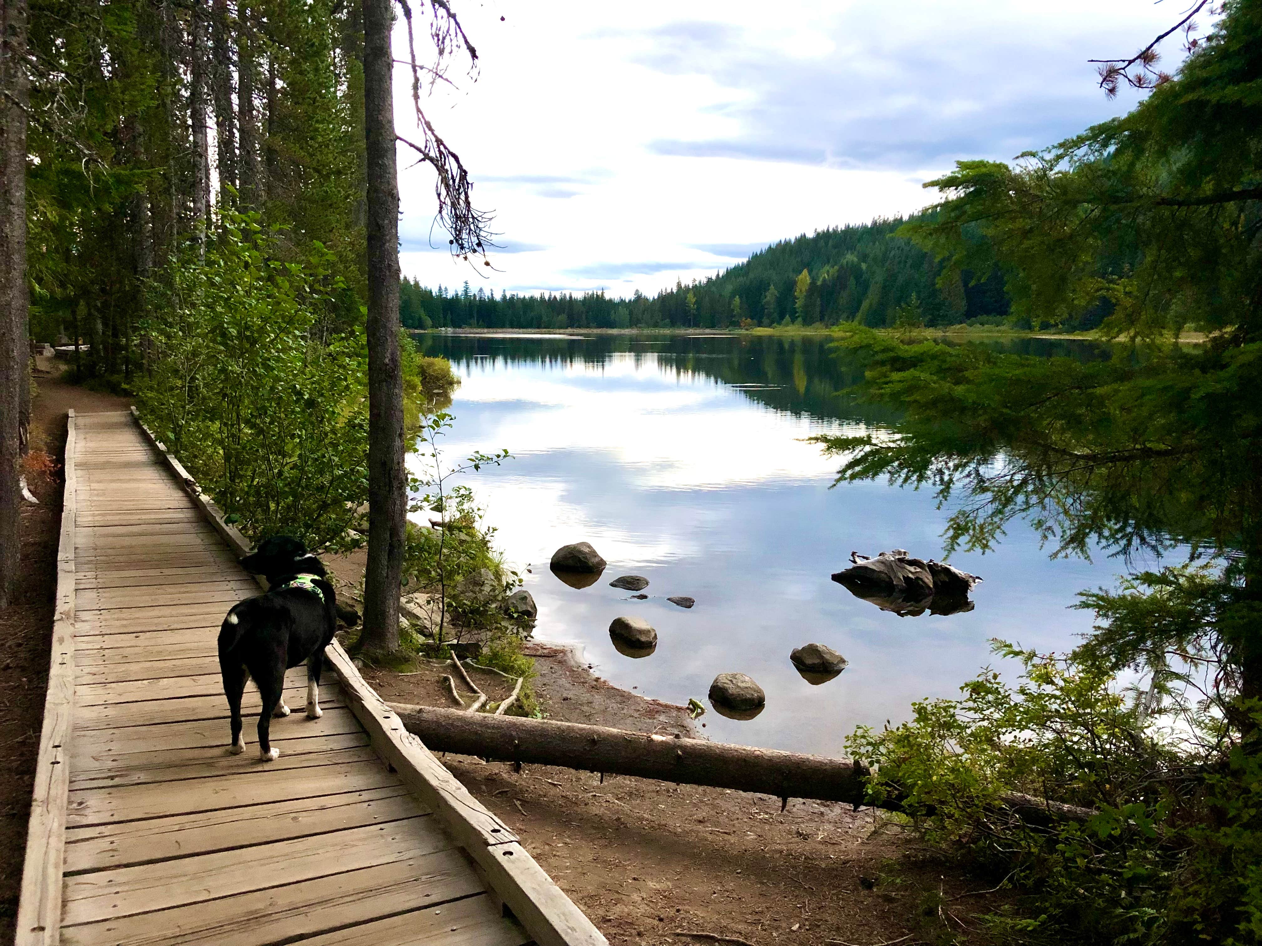 Ellen W.'s photo of camping with pets at Trillium Lake near Government Camp, OR