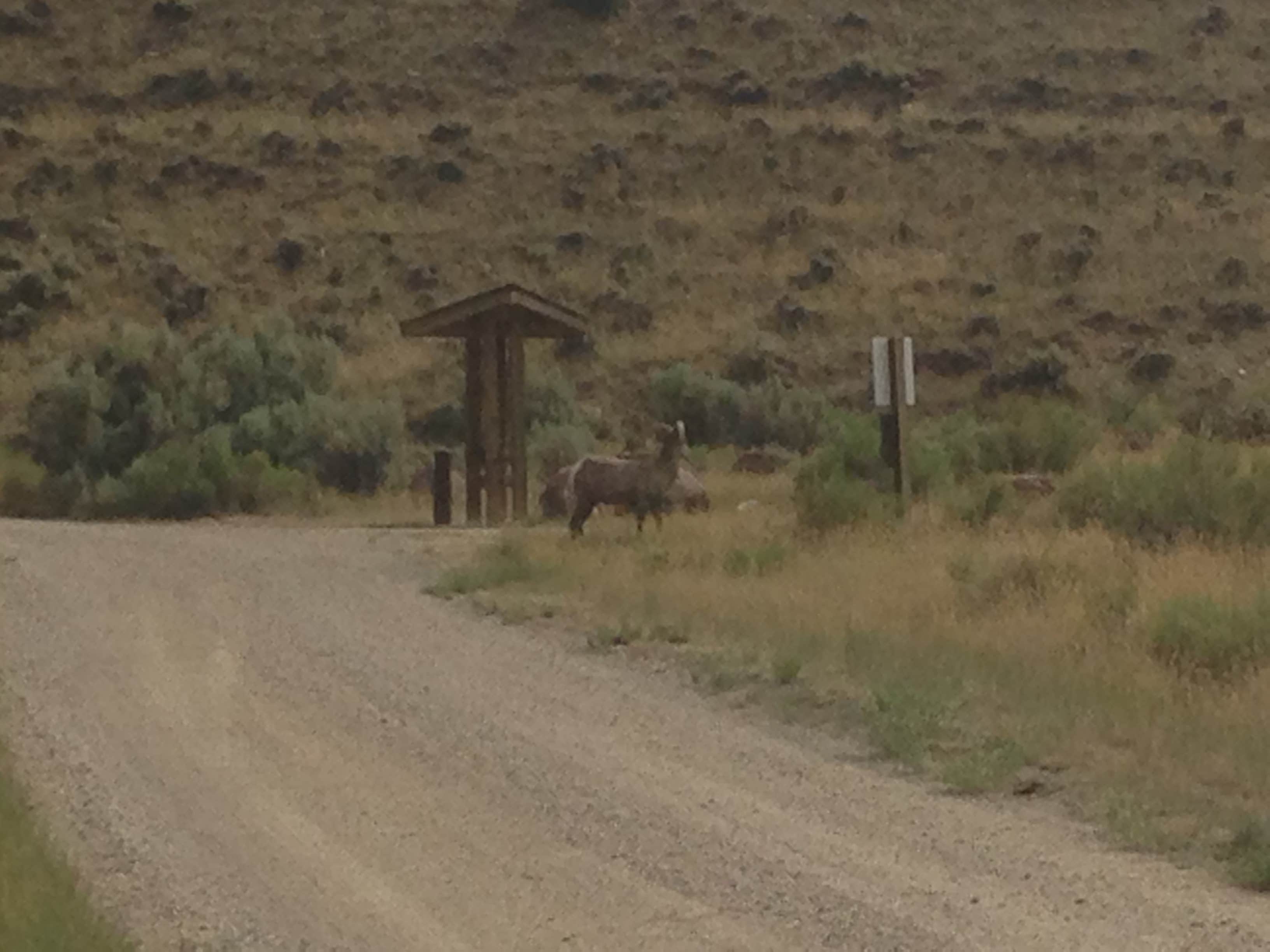 Camper-submitted photo at Sheep Creek Bay Boat Ramp and Campground near Manila, UT