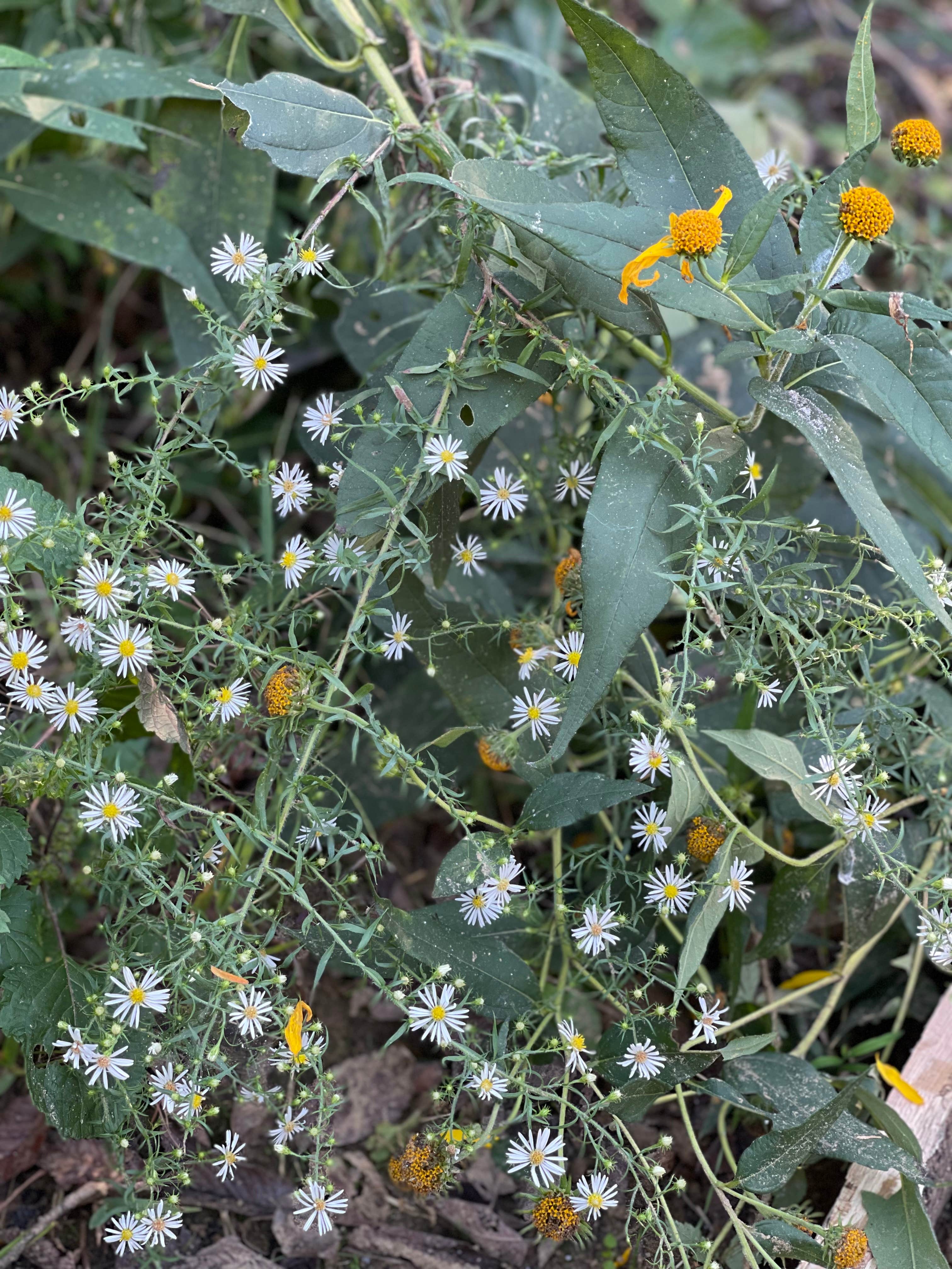 Camping near Spring Creek Campground — Buffalo National River: Grinder's Ferry Gravel Bar — Buffalo National River, St. Joe, Arkansas