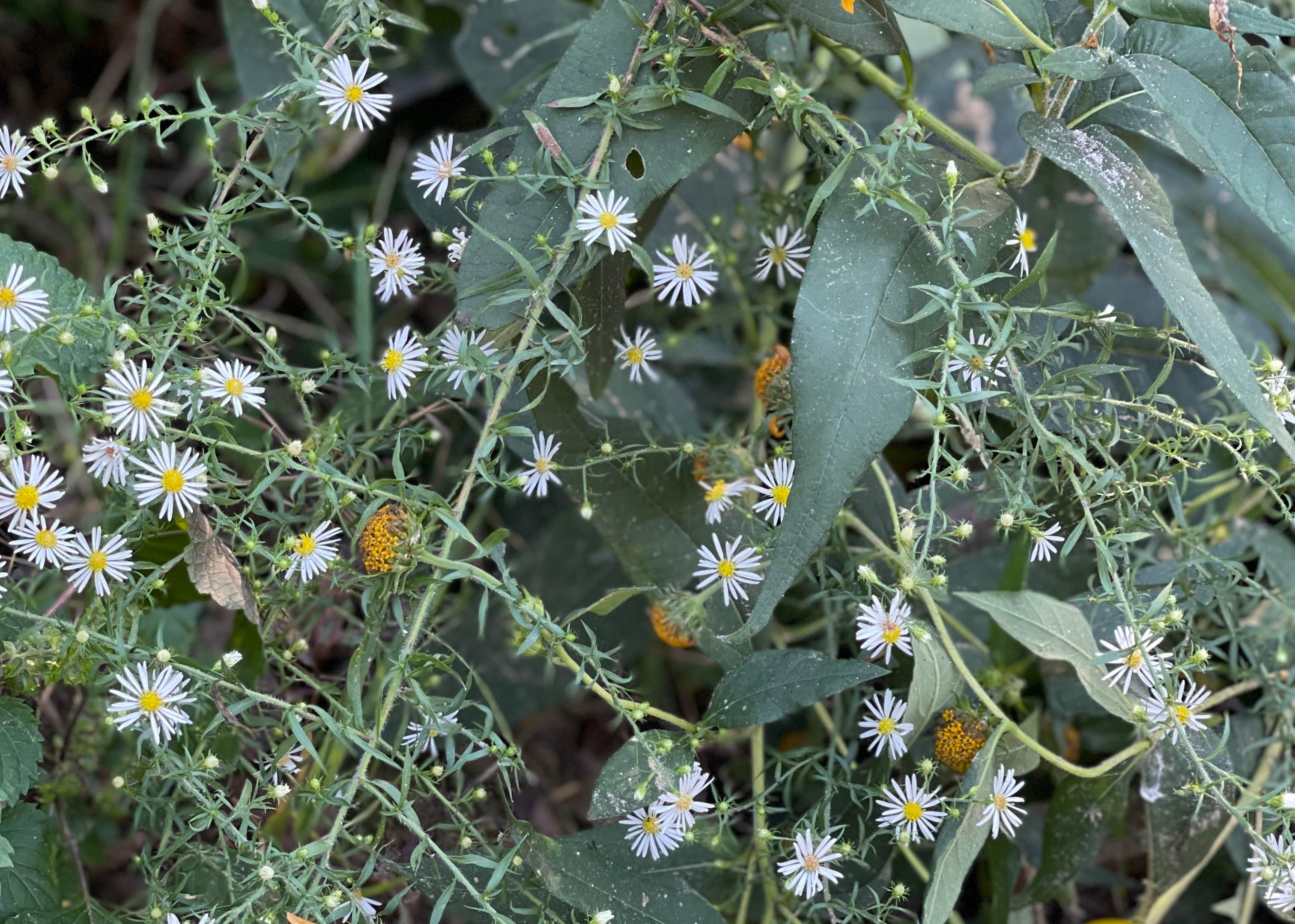 Grinder's Ferry Gravel Bar Camping The Dyrt