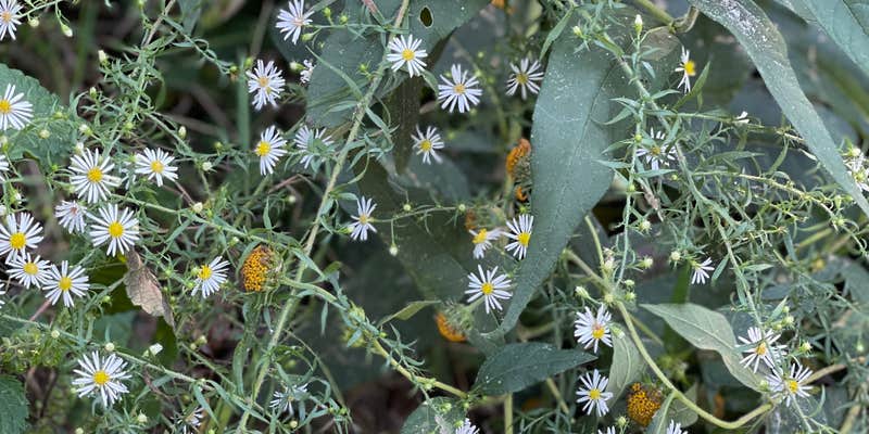 Camper submitted image from Grinder's Ferry Gravel Bar — Buffalo National River