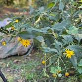 Review photo of Grinder's Ferry Gravel Bar — Buffalo National River by Candace R., September 28, 2021