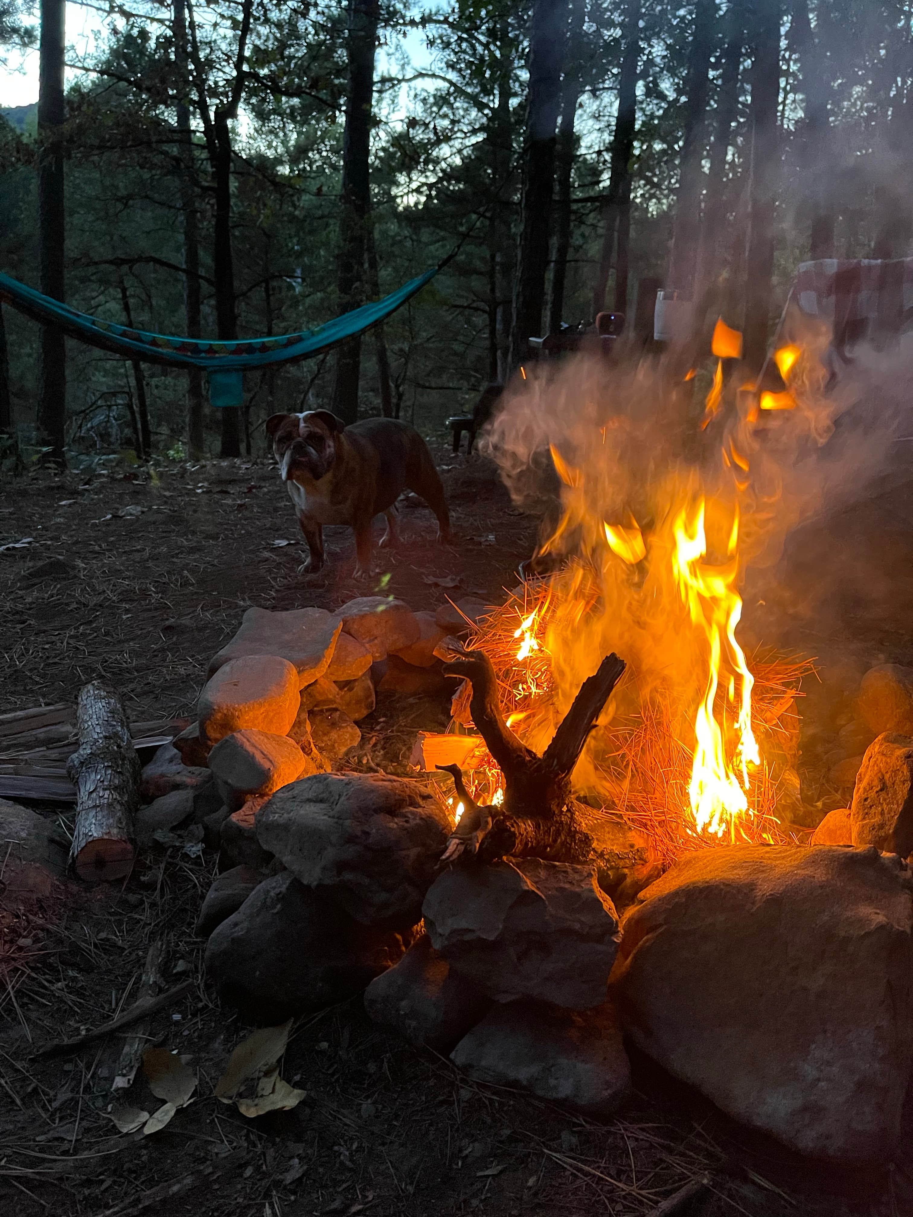 Candace R.'s photo of camping with pets at Mount Magazine State Park Campground near Dardanelle, AR
