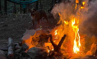 Candace R.'s photo of camping with pets at Mount Magazine State Park Campground near Lake Dardanelle