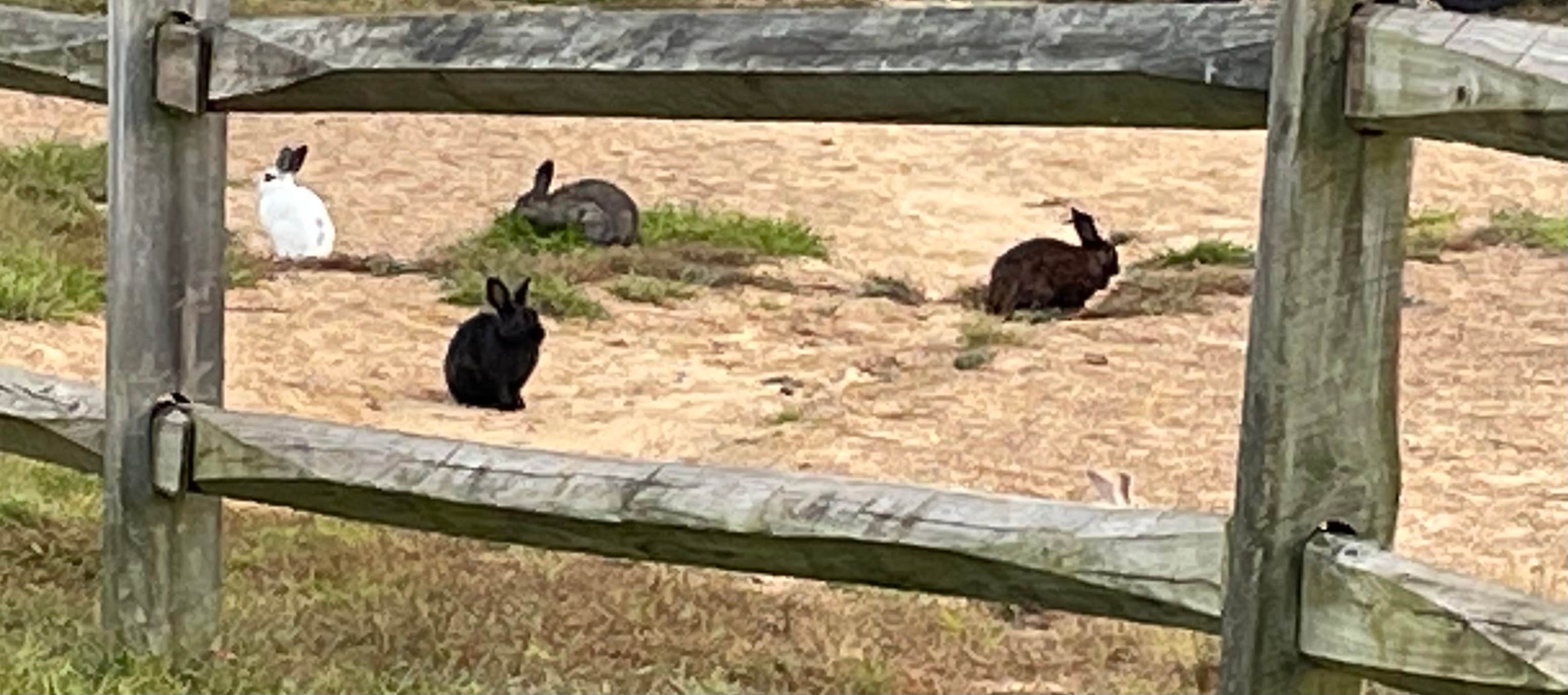 Joel R.'s photo of camping with pets at Shenandoah Valley Campground near Crimora, VA