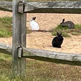 Review photo of Shenandoah Valley Campground by Joel R., September 28, 2021