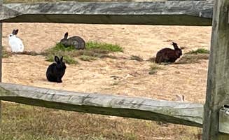 Joel R.'s photo of camping with pets at Shenandoah Valley Campground near Stuarts Draft, VA