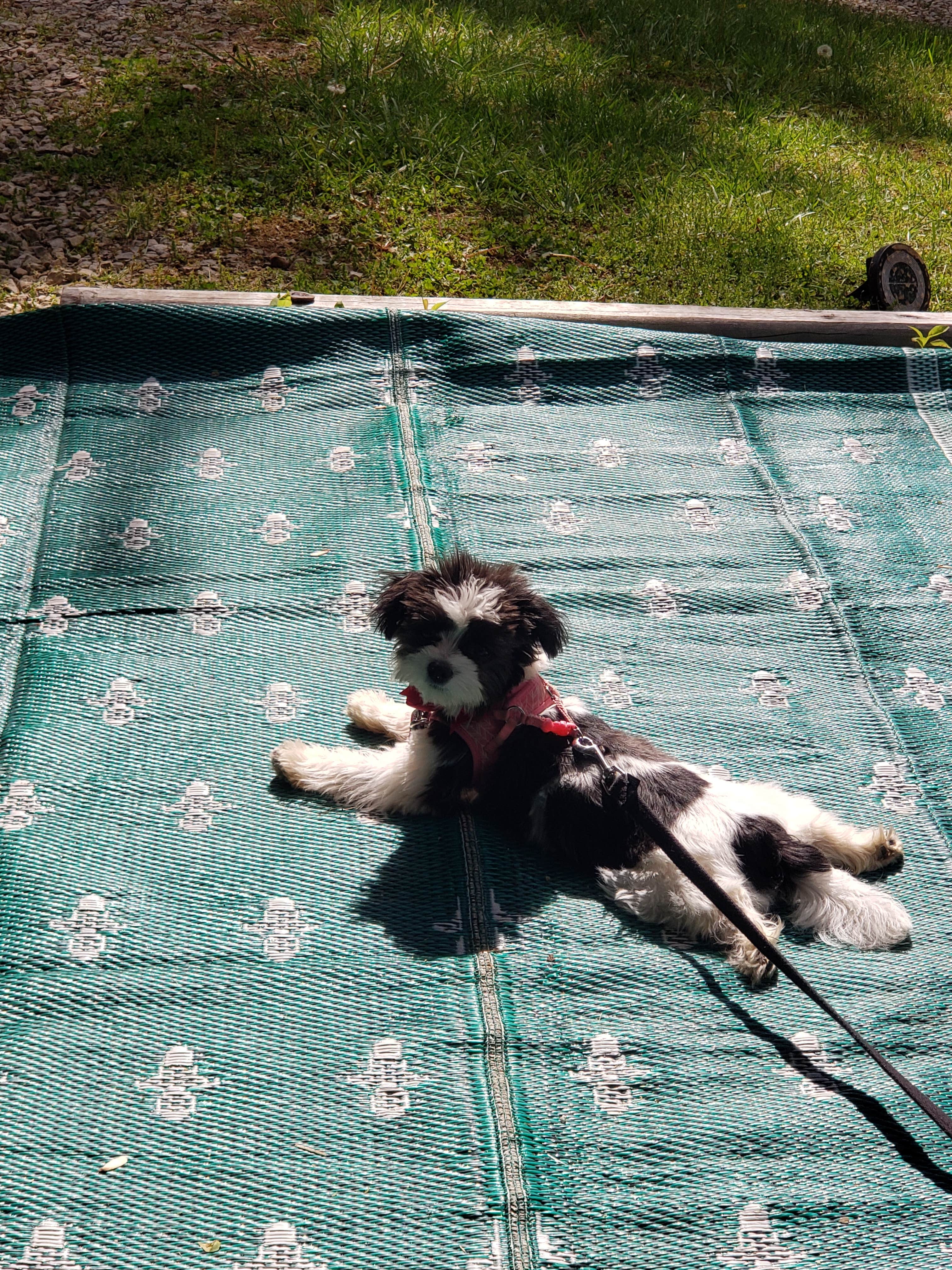 Camper-submitted photo at Wolfie's Family Kamping near Zanesville, OH