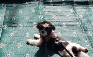 Theresa's photo of camping with pets at Wolfie's Family Kamping near New Lexington, OH