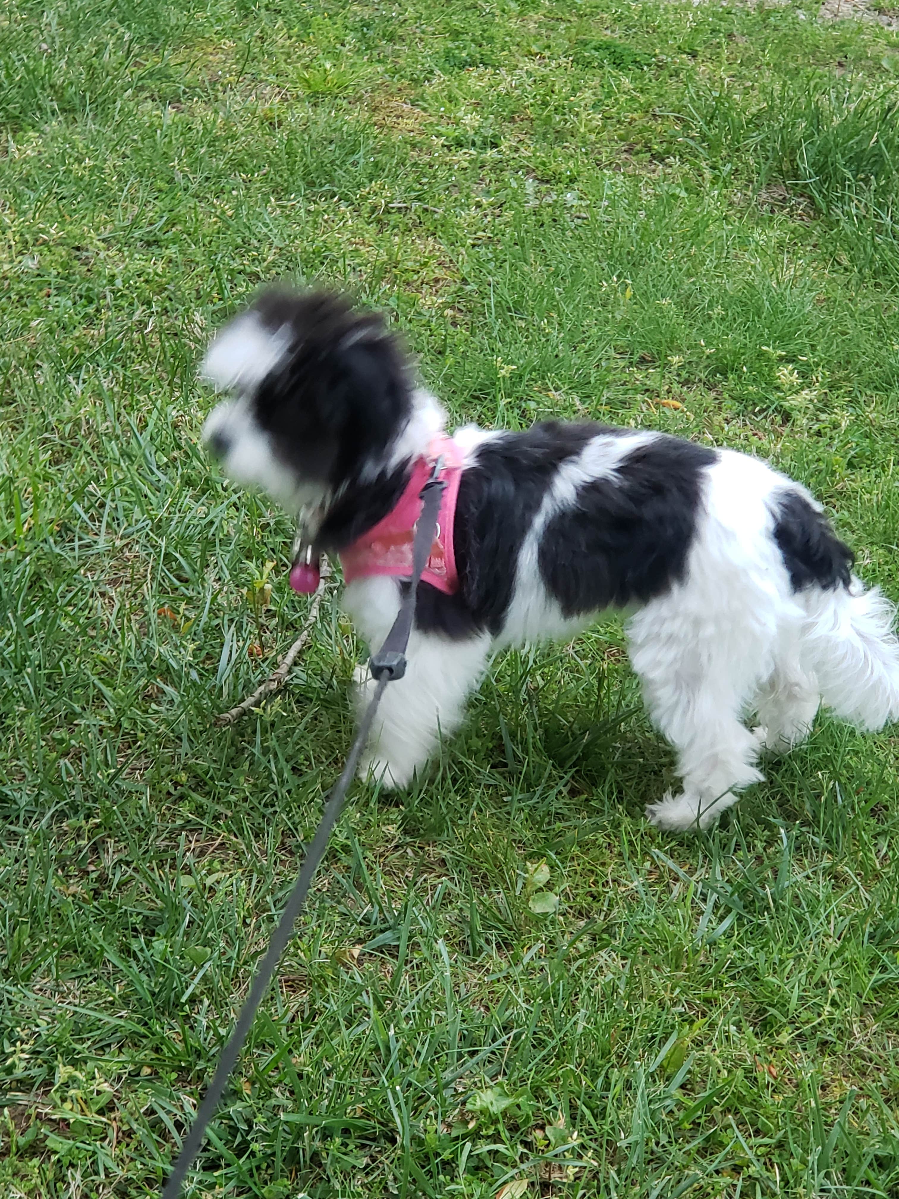 Camper-submitted photo at Wolfie's Family Kamping near Zanesville, OH