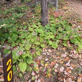 Review photo of Wakemup Bay — Kabetogama State Forest by Janet R., September 28, 2021