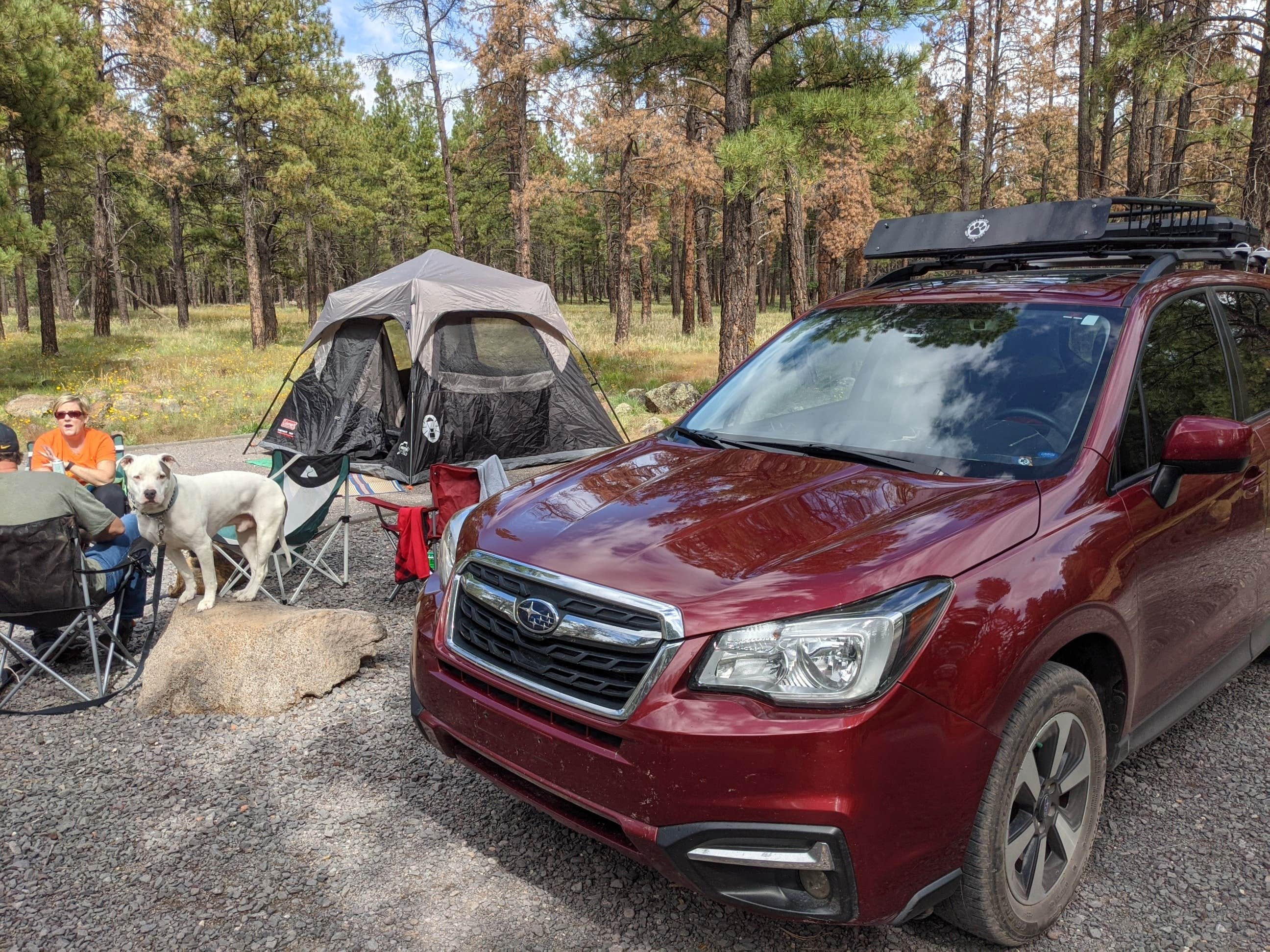 Andrew B.'s photo of camping with pets at Dogtown Lake Campground And Group near Williams, AZ