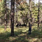 Review photo of Dogtown Lake Campground And Group by Andrew B., September 28, 2021