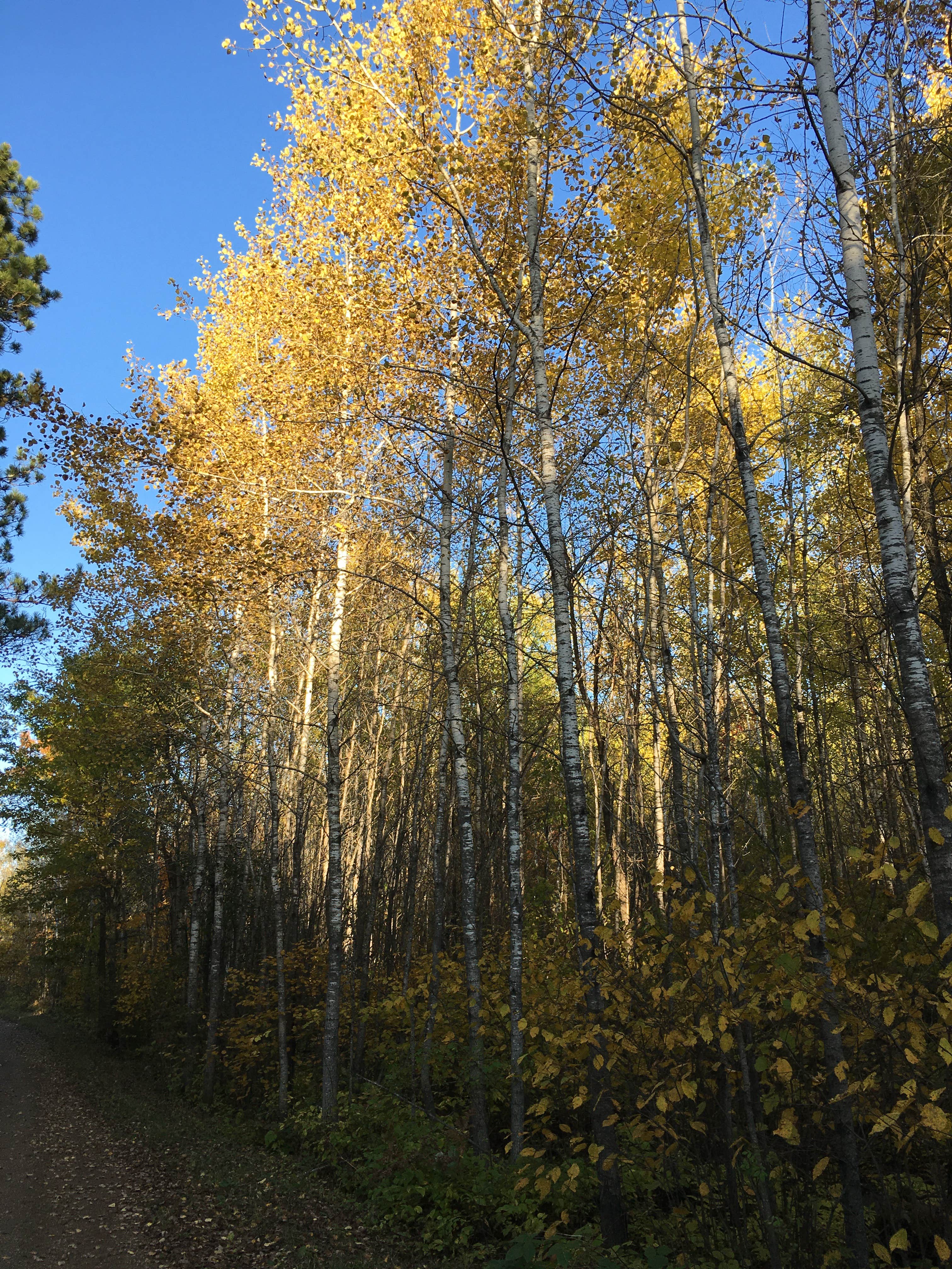 Camper submitted image from Lake Ozawindib Group Center — Itasca State Park - 2