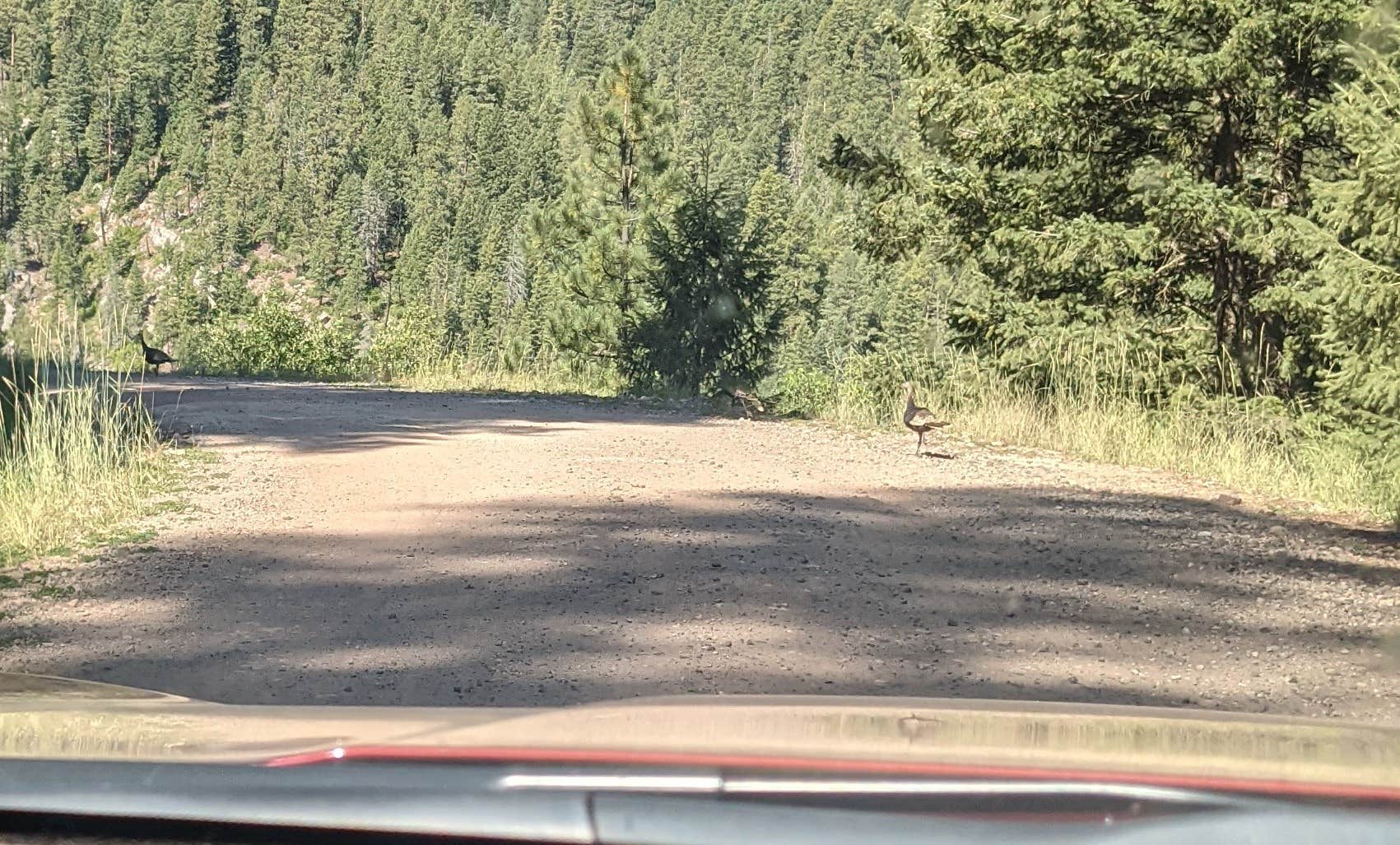 Camper submitted image from Piedra Sheep Creek Corral Dispersed - 2