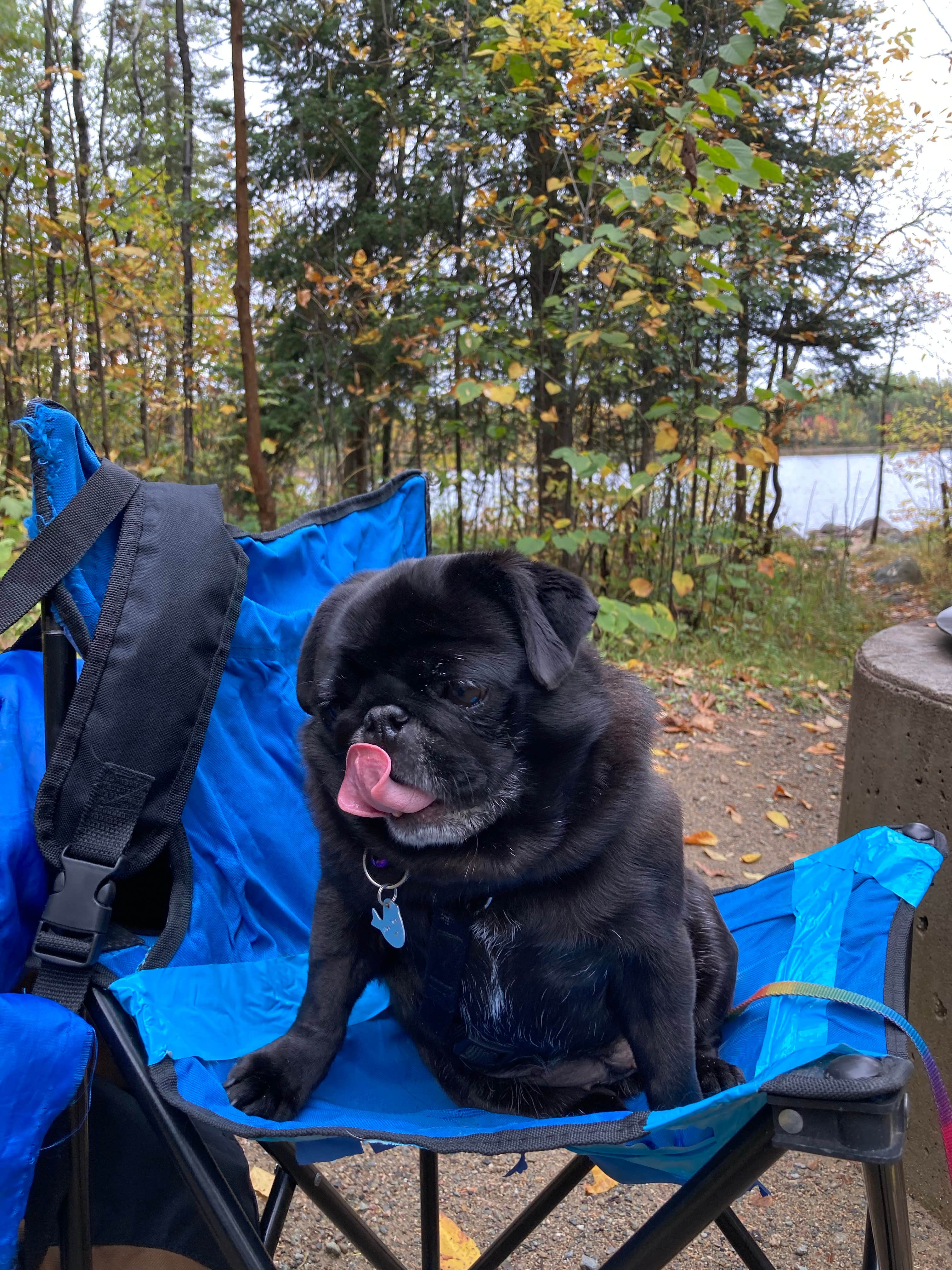 Janet R.'s photo of camping with pets at Superior National Forest Fall Lake Campground near Virginia, MN