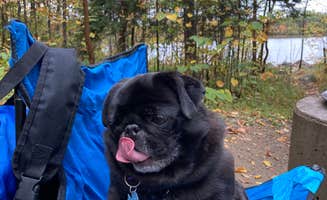 Janet R.'s photo of camping with pets at Superior National Forest Fall Lake Campground near Superior National Forest