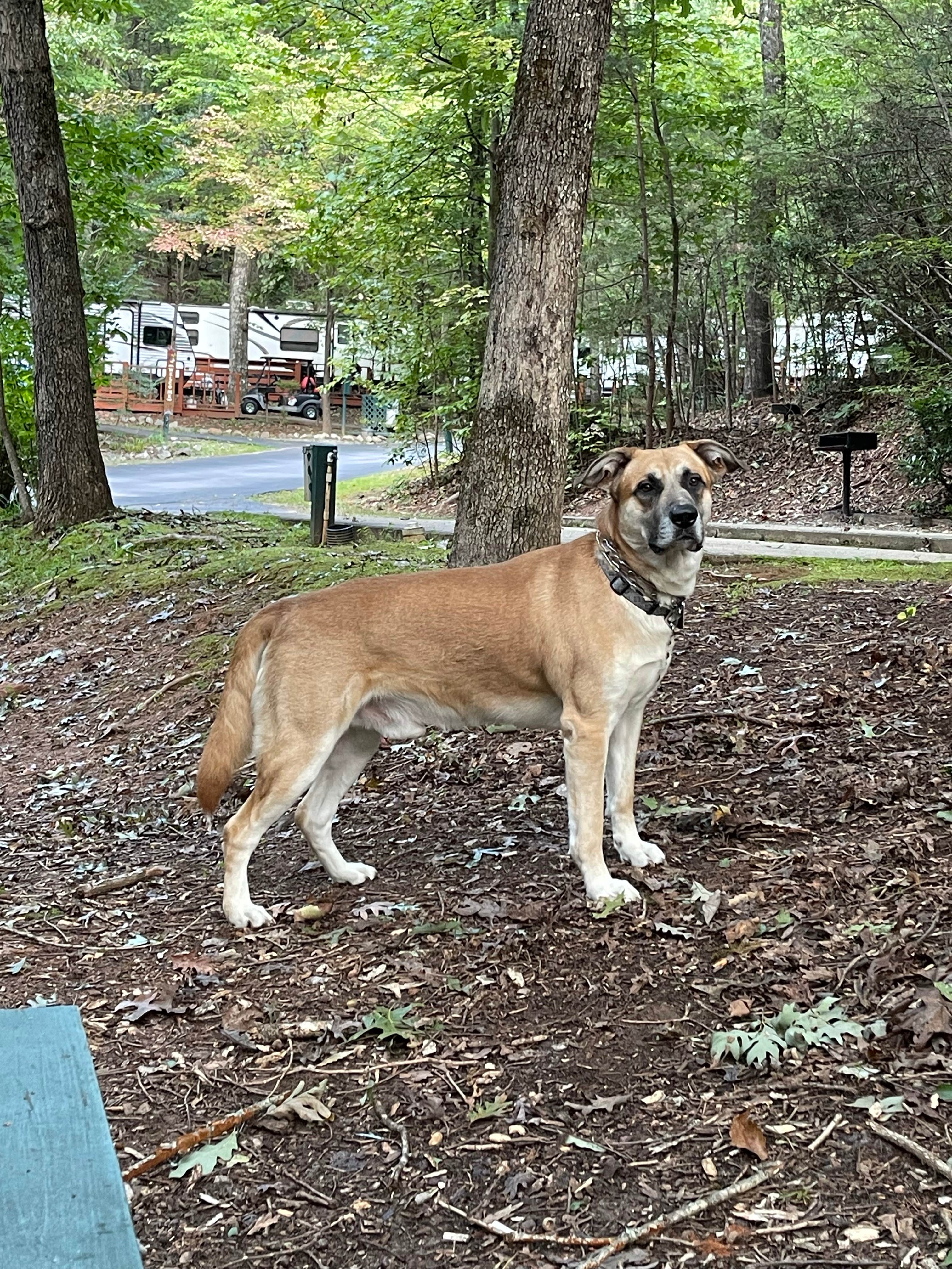 Angela Kristen T.'s photo of camping with pets at Horseshoe Trails Camping Resort near Helen, GA